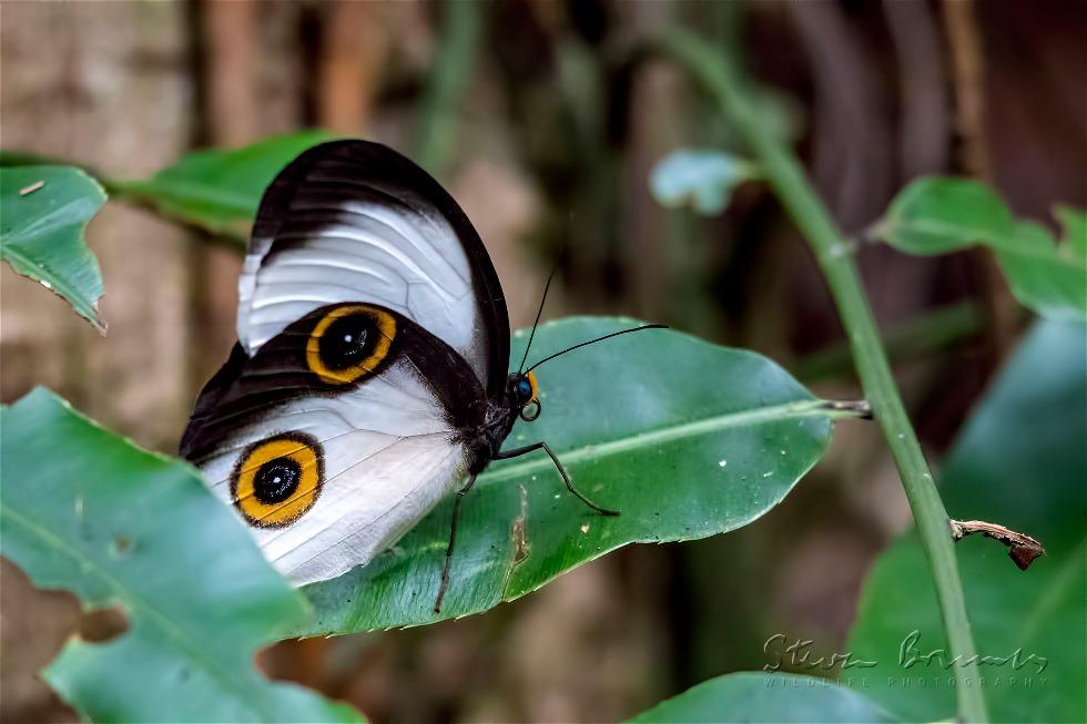 Silky Owl (Taenaris catops)