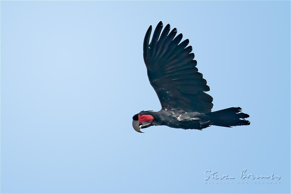 Palm Cockatoo (Probosciger aterrimus)