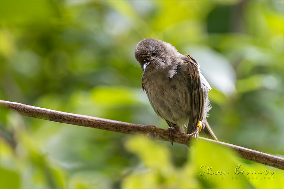 Grey Gerygone (Gerygone igata)