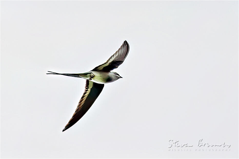 Moustached Treeswift (Hemiprocne mystacea)
