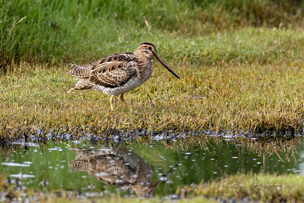 Latham's Snipe (Gallinago hardwickii)