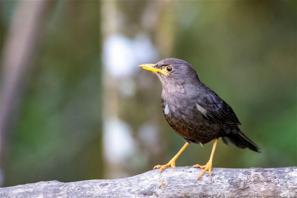 Island Thrush (Turdus poliocephalus)