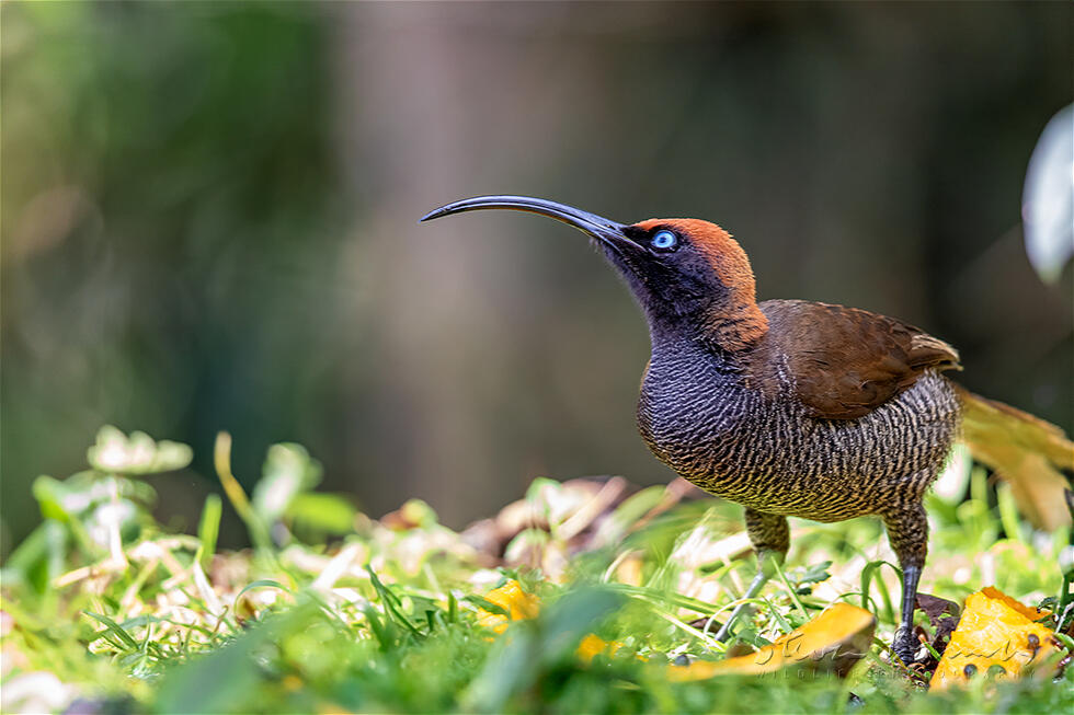 Brown Sicklebill (Epimachus meyeri)