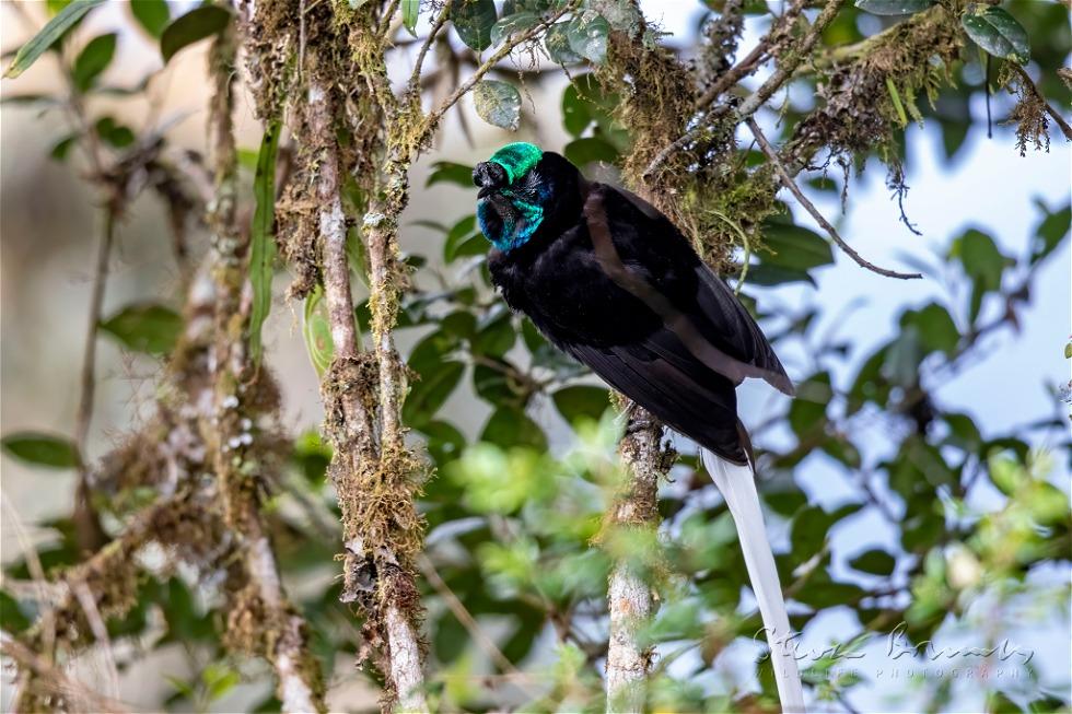 Ribbon-tailed Astrapia (Astrapia mayeri)