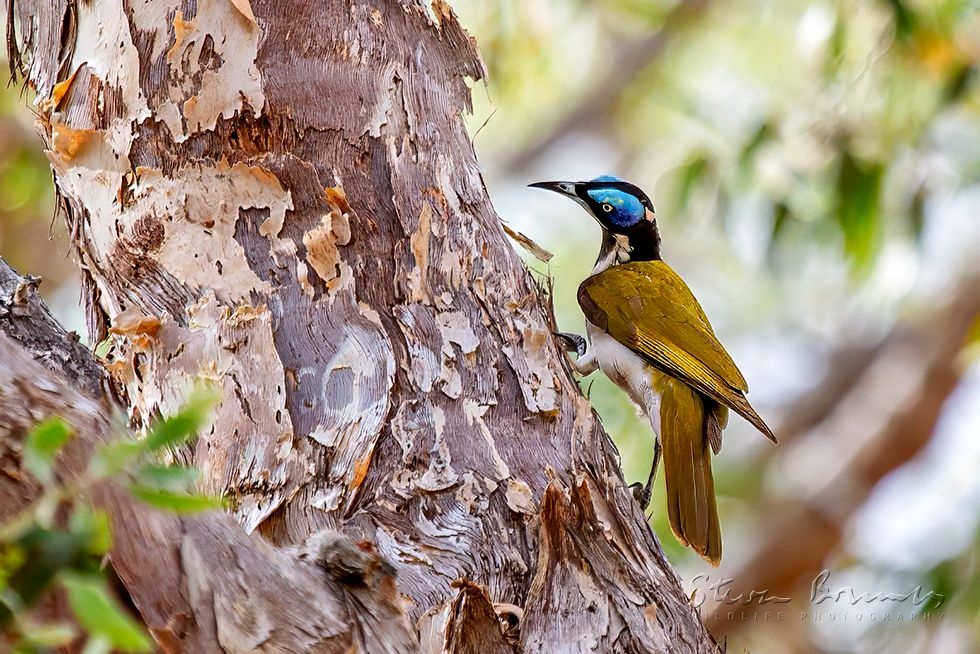 Blue-faced Honeyeater (Entomyzon cyanotis)