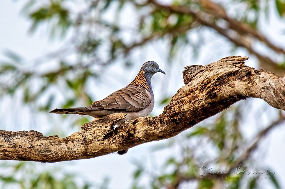 Bar-shouldered Dove (Geopelia humeralis)
