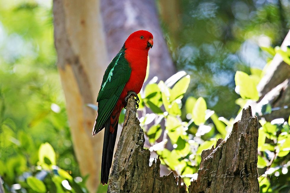 Australian King Parrot (Alisterus scapularis)