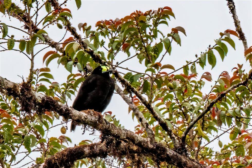Short-tailed Paradigalla (Paradigalla brevicauda)
