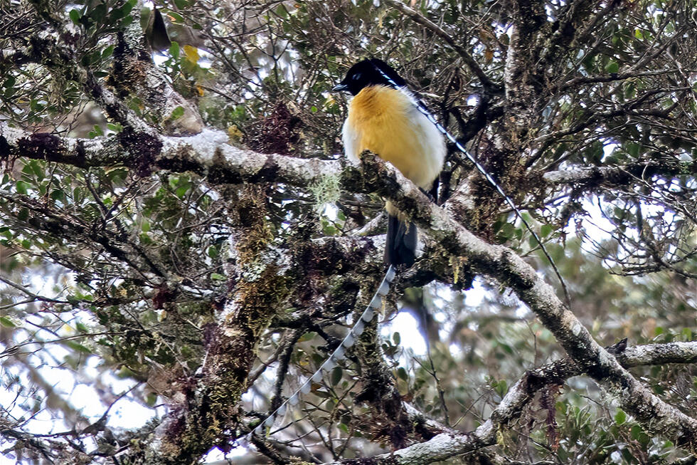 King of Saxony Bird-of-paradise (Pteridophora alberti)