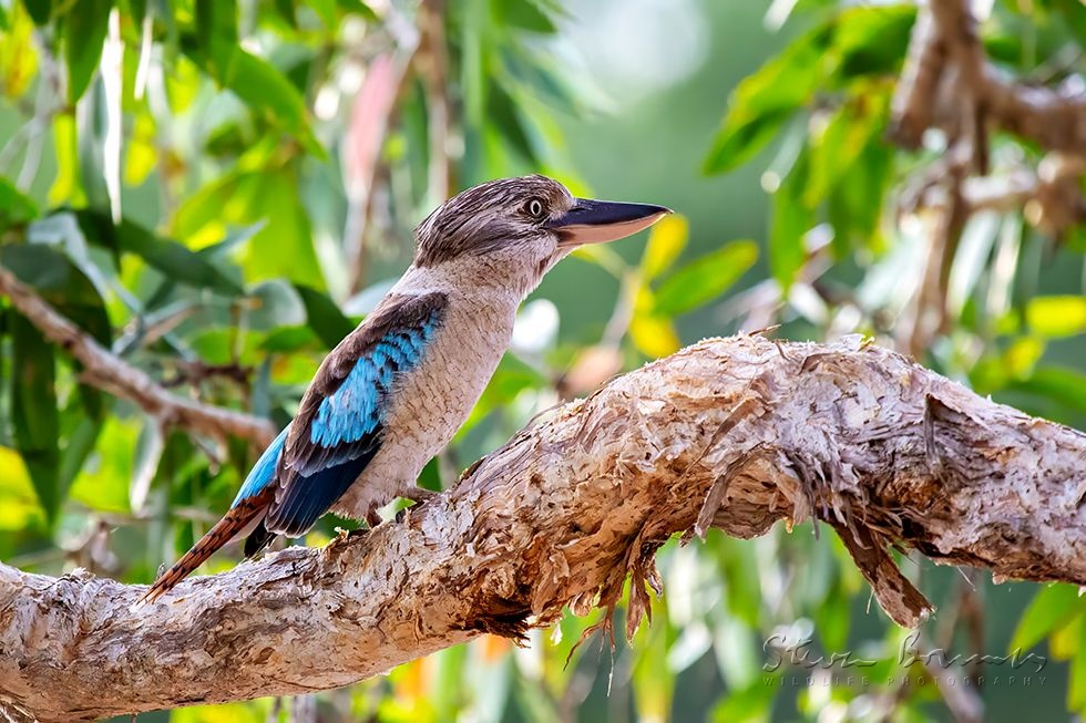 Blue-winged Kookaburra (Dacelo leachii)