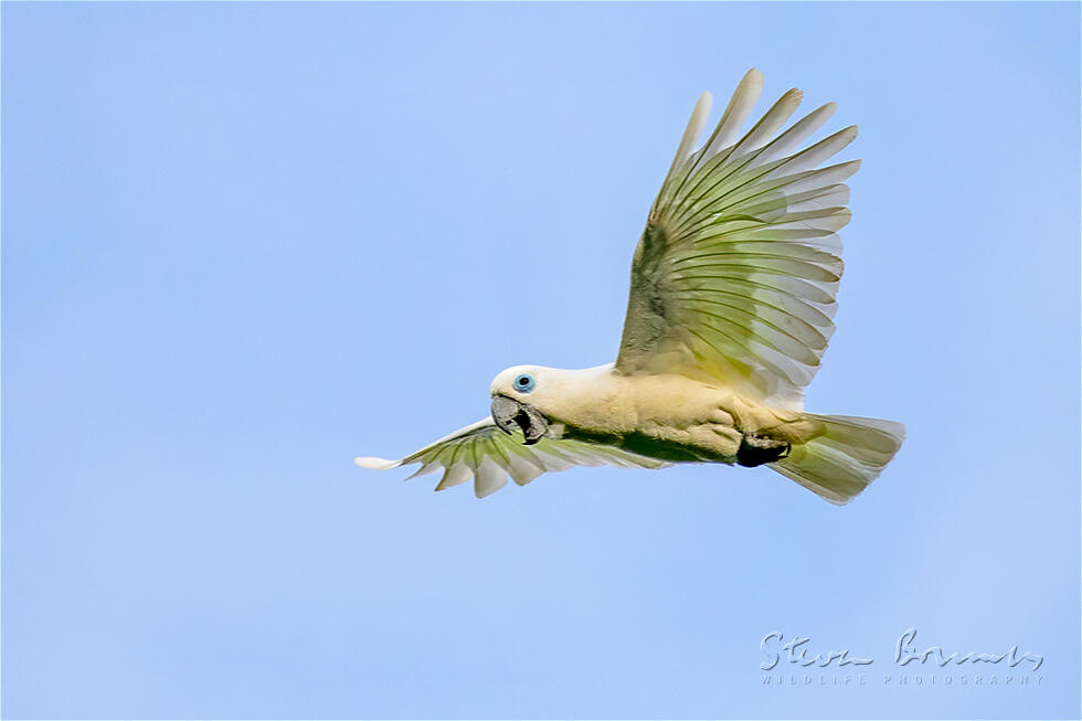 Blue-eyed Cockatoo (Cacatua ophthalmica)