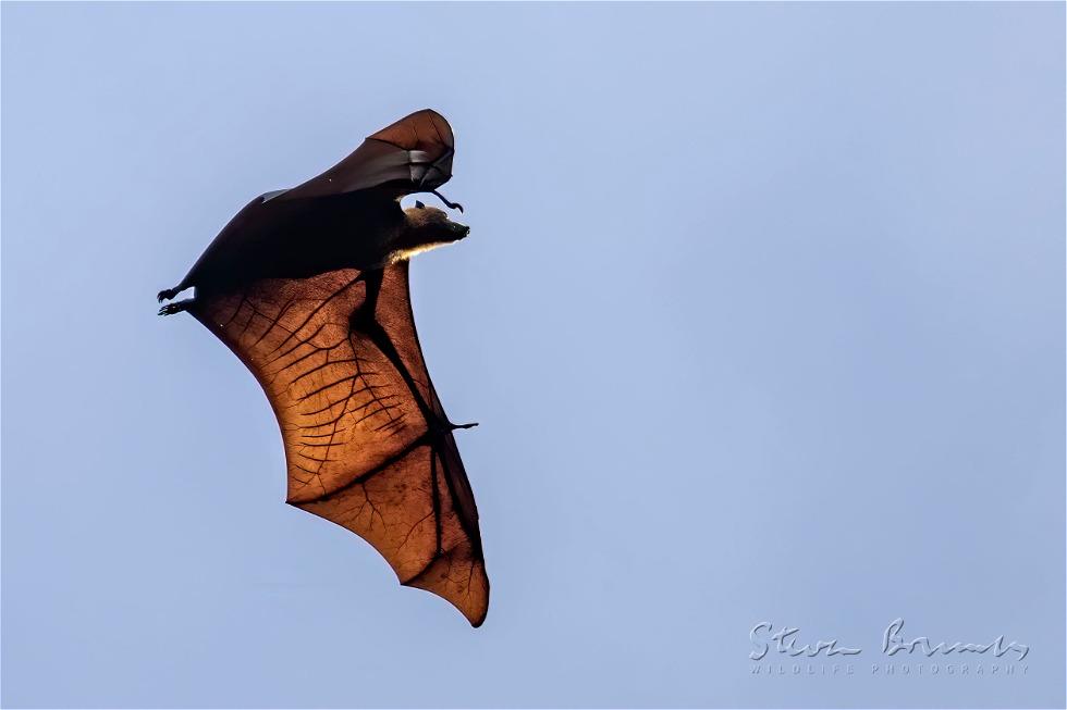 Great Flying Fox (Pteropus neohibernicus)