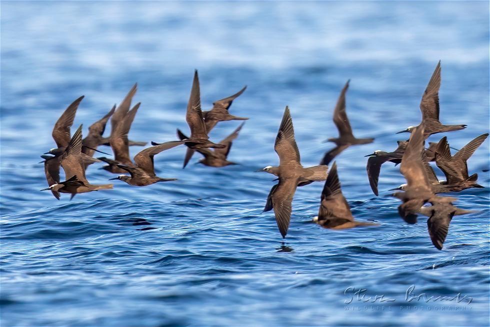 Brown Noddy (Anous stolidus)