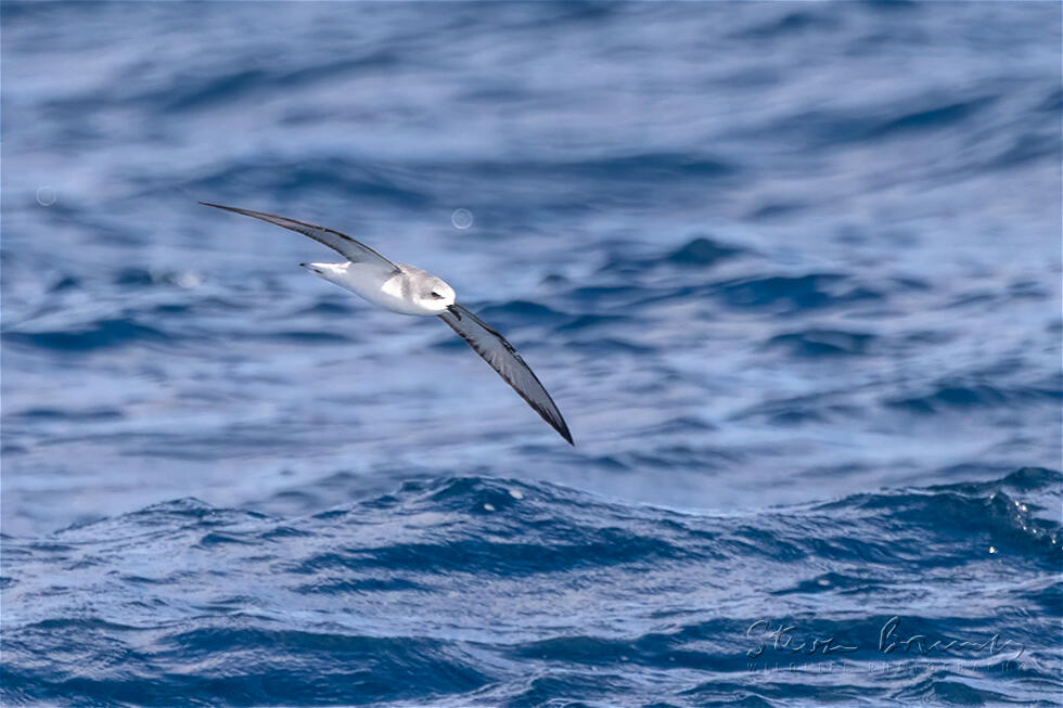 Cook's Petrel (Pterodroma cookii)