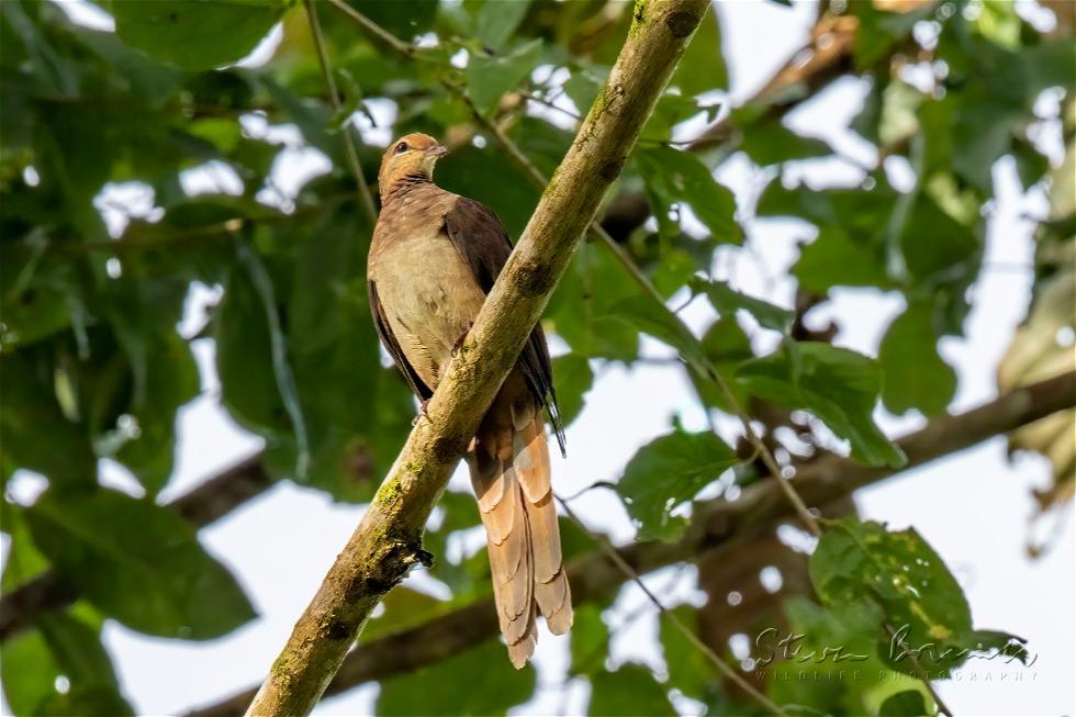 Amboyna Cuckoo-Dove (Macropygia amboinensis)