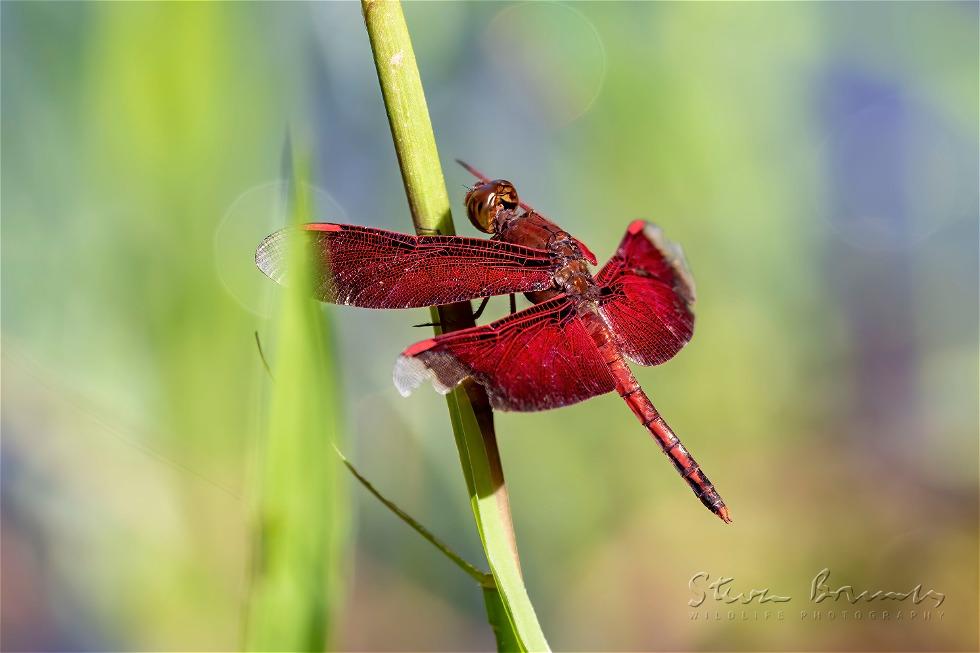 Red Grasshawk (Neurothemis fluctuans)
