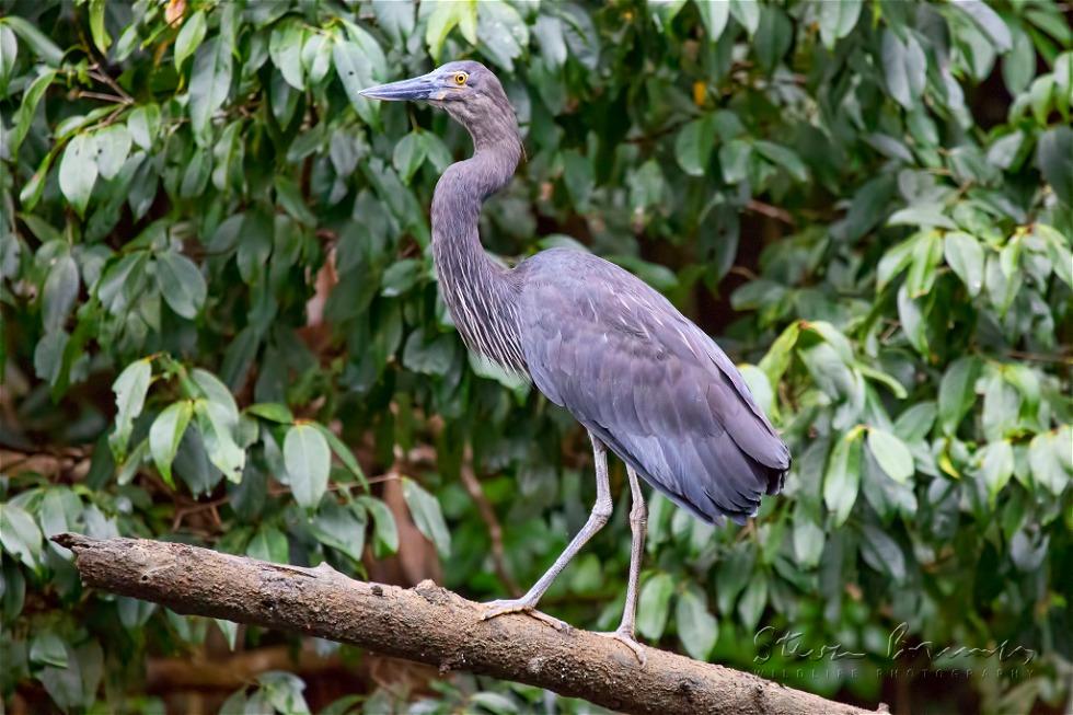 Great-billed Heron (Ardea sumatrana)