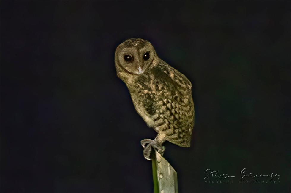 Golden Masked Owl (Tyto aurantia)