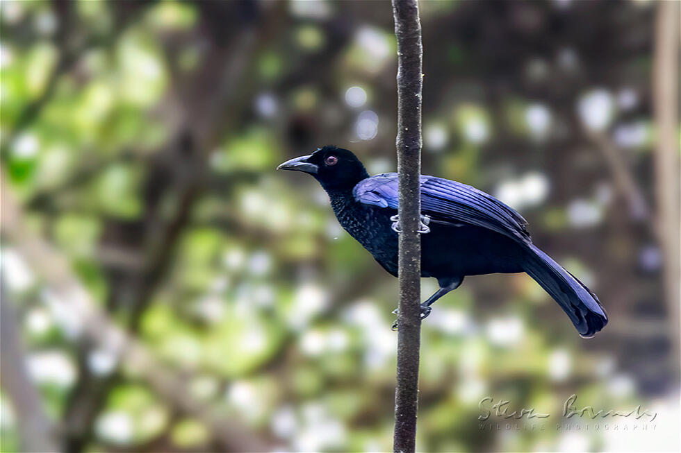 Crinkle-collared Manucode (Manucodia chalybatus)