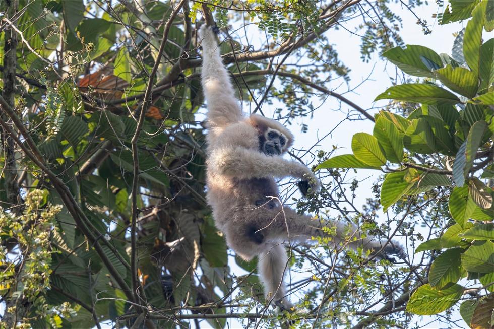 Western Hoolock Gibbon (Hoolock hoolock)