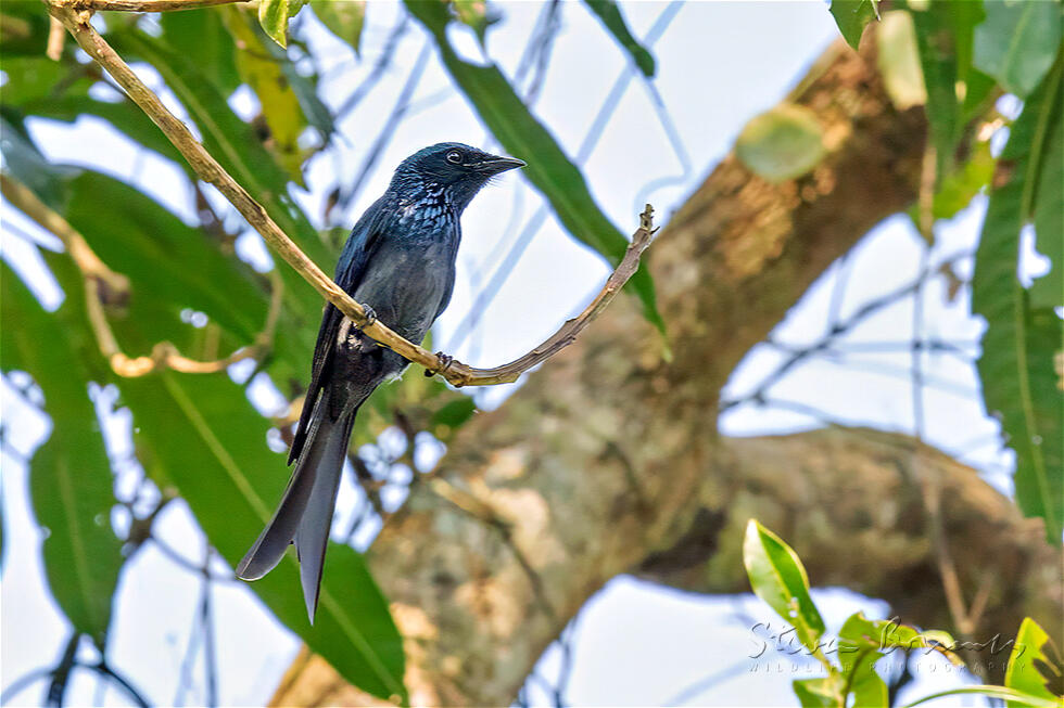 Bronzed Drongo (Dicrurus aeneus)