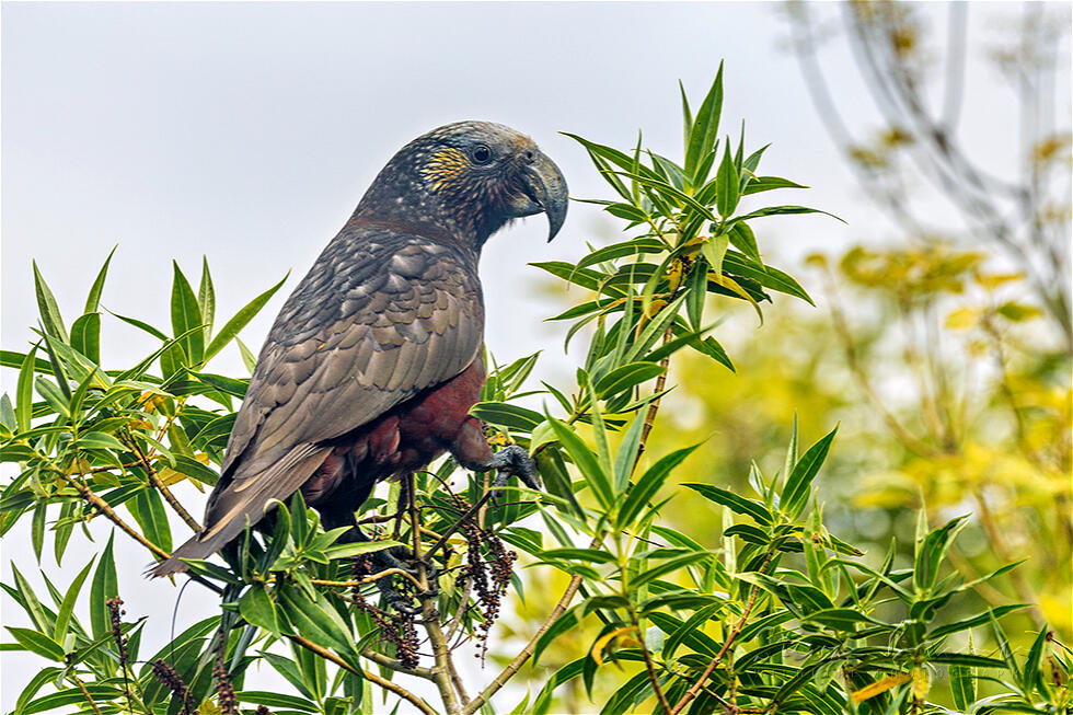 New Zealand Kaka (Nestor meridionalis)