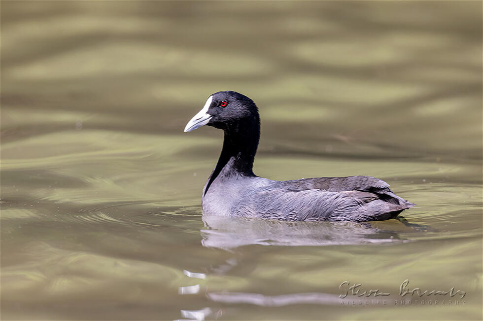 Eurasian Coot (Fulica atra)