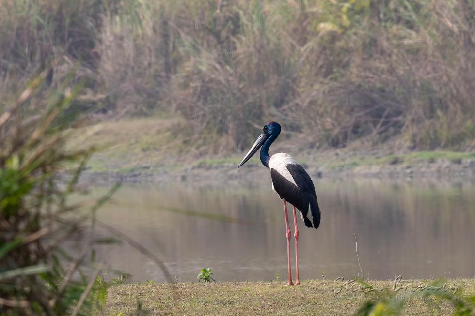 Black-necked Stork (Ephippiorhynchus asiaticus)