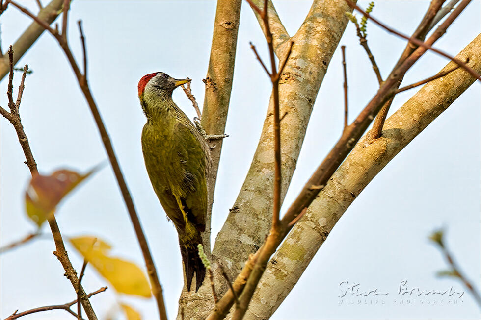 Streak-throated Woodpecker (Picus xanthopygaeus)