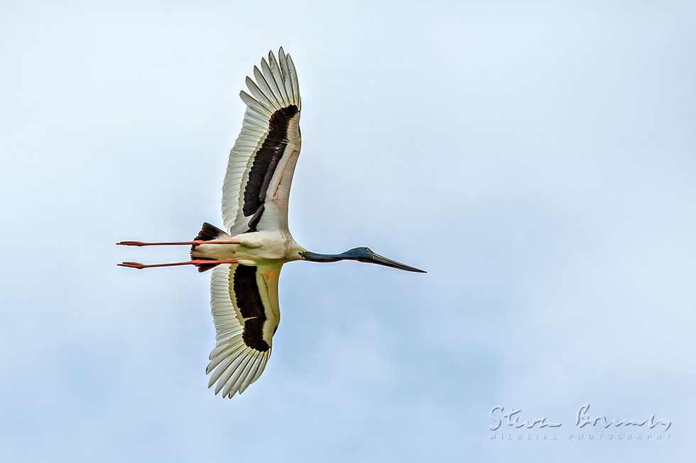 Black-necked Stork (Ephippiorhynchus asiaticus)