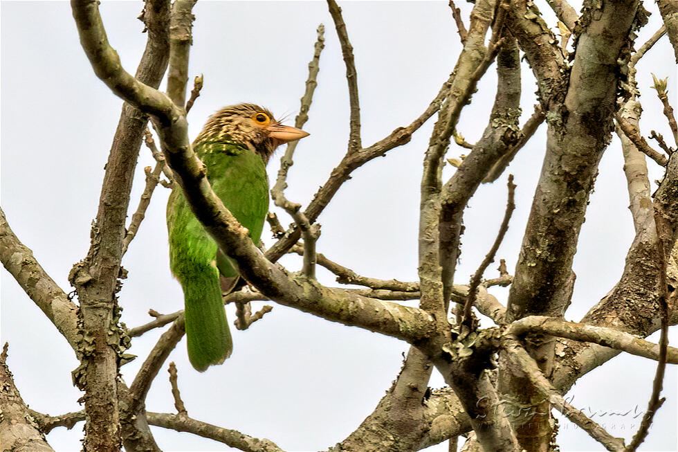 Lineated Barbet (Psilopogon lineatus)