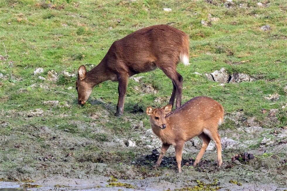 Hog Deer (Axis porcinus)