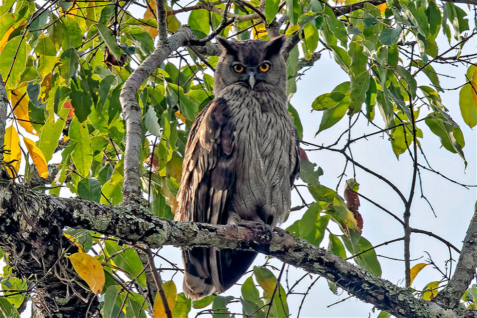 Dusky Eagle-Owl (Bubo coromandus)