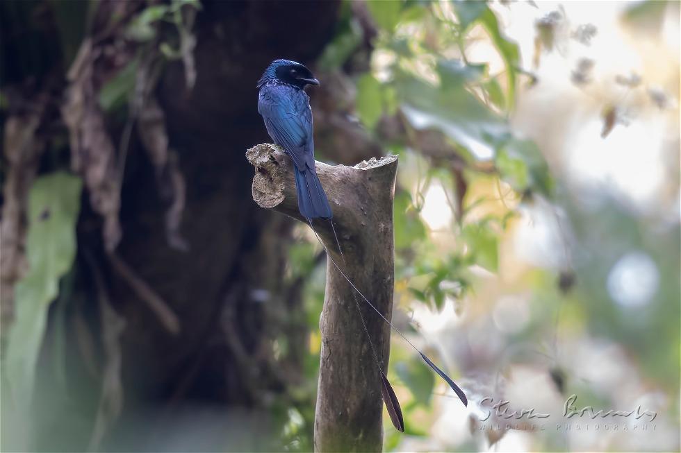 Lesser Racket-tailed Drongo (Dicrurus remifer)