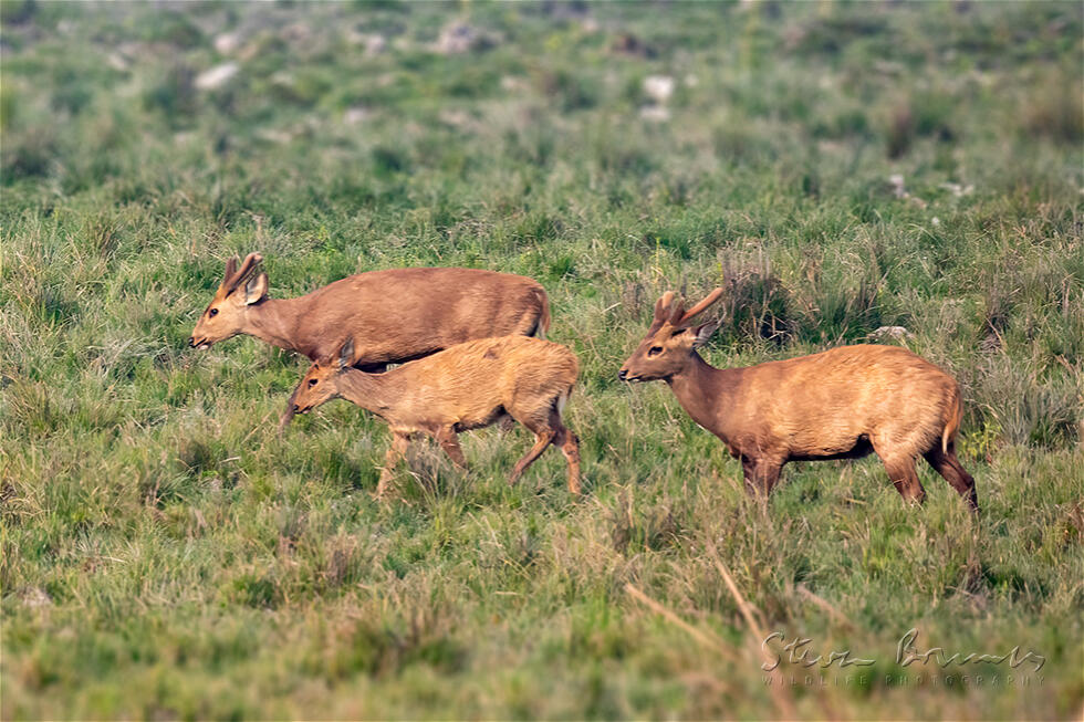 Barasingha (Rucervus duvaucelii)