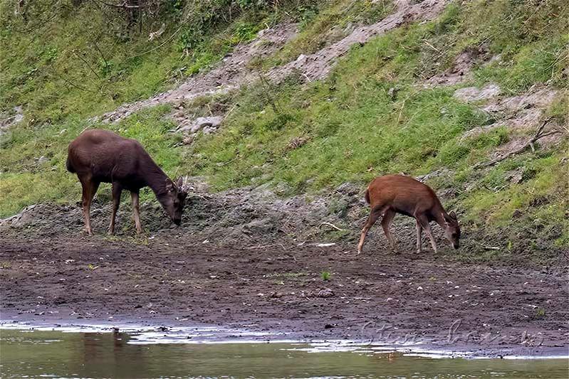 Sambar (Cervus unicolor)