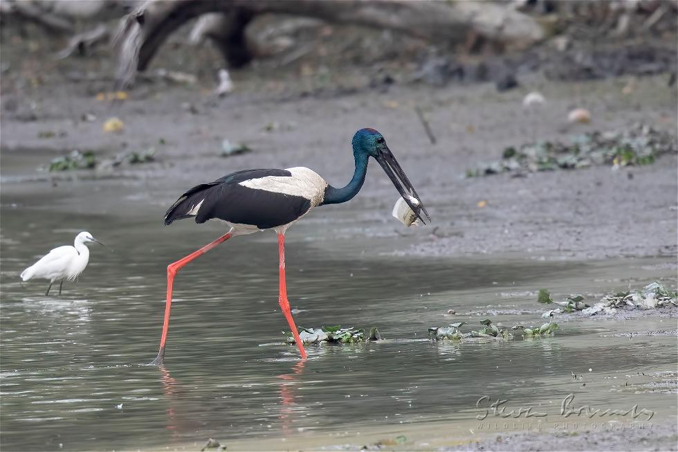 Black-necked Stork (Ephippiorhynchus asiaticus)