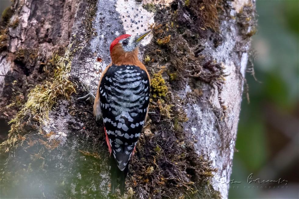 Rufous-bellied Woodpecker (Dendrocopos hyperythrus)