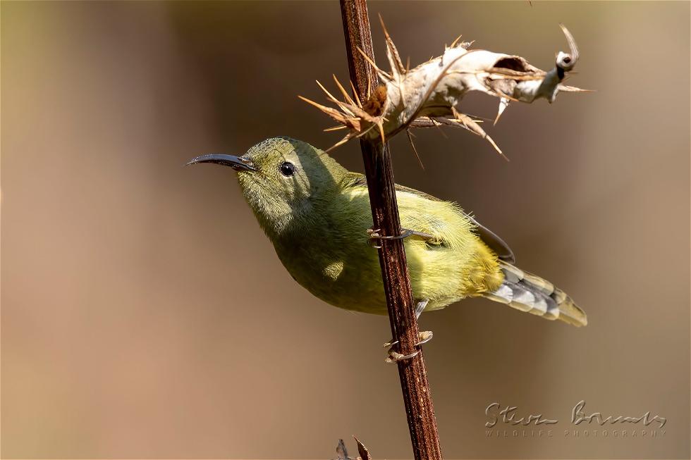 Green-tailed Sunbird (Aethopyga nipalensis)