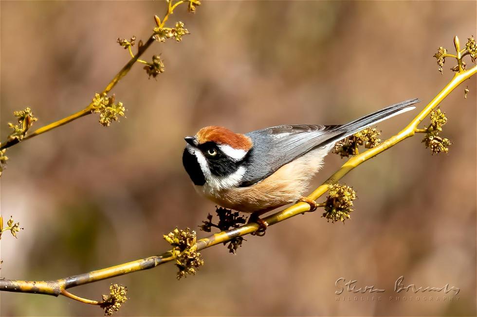 Black-throated Bushtit (Aegithalos concinnus)