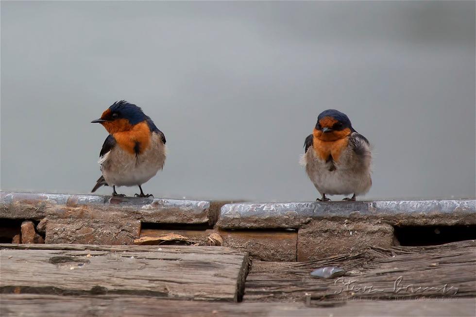 Welcome Swallow (Hirundo neoxena)