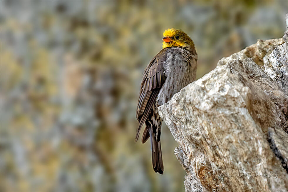 Yellow-rumped Honeyguide (Indicator xanthonotus)