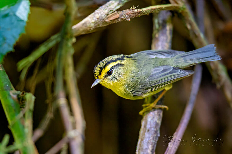 Yellow-throated Fulvetta (Alcippe cinerea)
