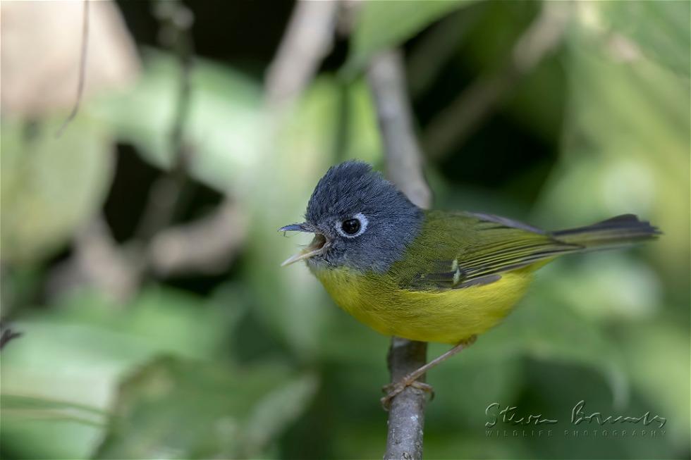 Grey-cheeked Warbler (Phylloscopus poliogenys)