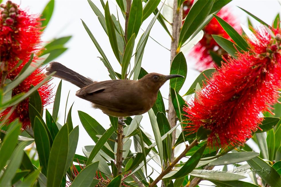 Dusky Myzomela (Myzomela obscura)