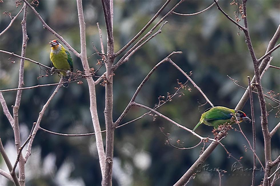 Golden-throated Barbet (Psilopogon franklinii)