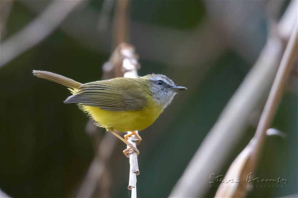 Yellow-bellied Warbler (Abroscopus superciliaris)