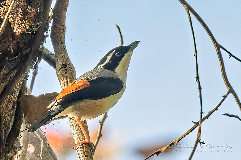 Blyth's Shrike-babbler (Pteruthius aeralatus)