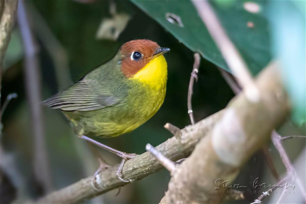 Chestnut-headed Tesia (Cettia castaneocoronata)