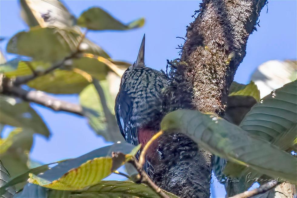 Darjeeling Woodpecker (Dendrocopos darjellensis)
